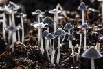 mushrooms-116973-640