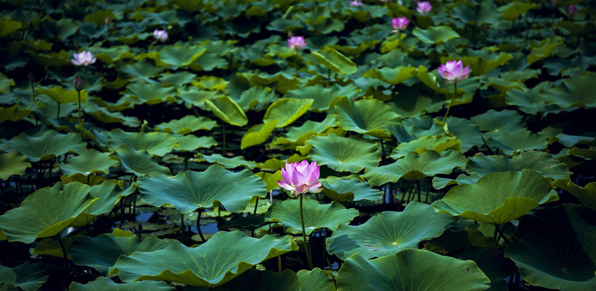 PreviousNext-Lotus--The-Transcendental-Bloom-5-ZenMoon