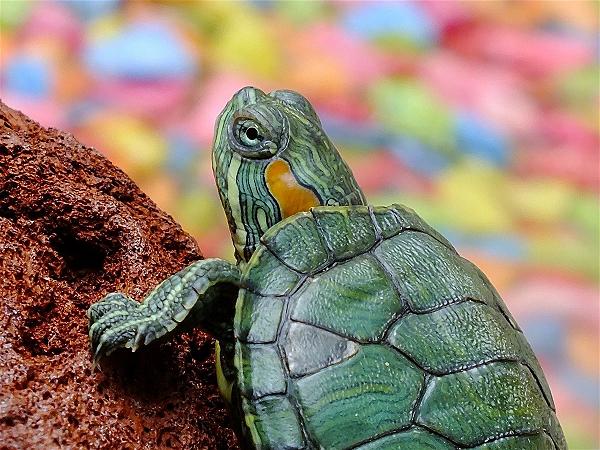 tortoise-not-hare-zenmoon