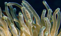 natural-history-redux-coral-morphologic125x75-zenmoon-org