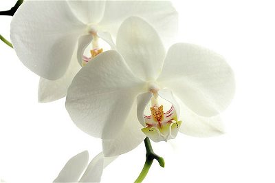 White Orchid. My Beloved Grandmother by Diana Zen. Zen Moon. ZenMoon.org