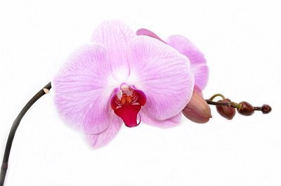Purple Orchid. My Beloved Grandmother by Diana Zen. Zen Moon. Zenmoon.org