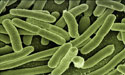 programing-bacteria-zenmoon
