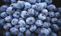 dried-or-fresh-blueberries-zenmoon