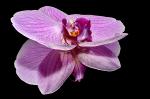 orkide-188050-640