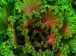 healthy-vegetables-zenmoon