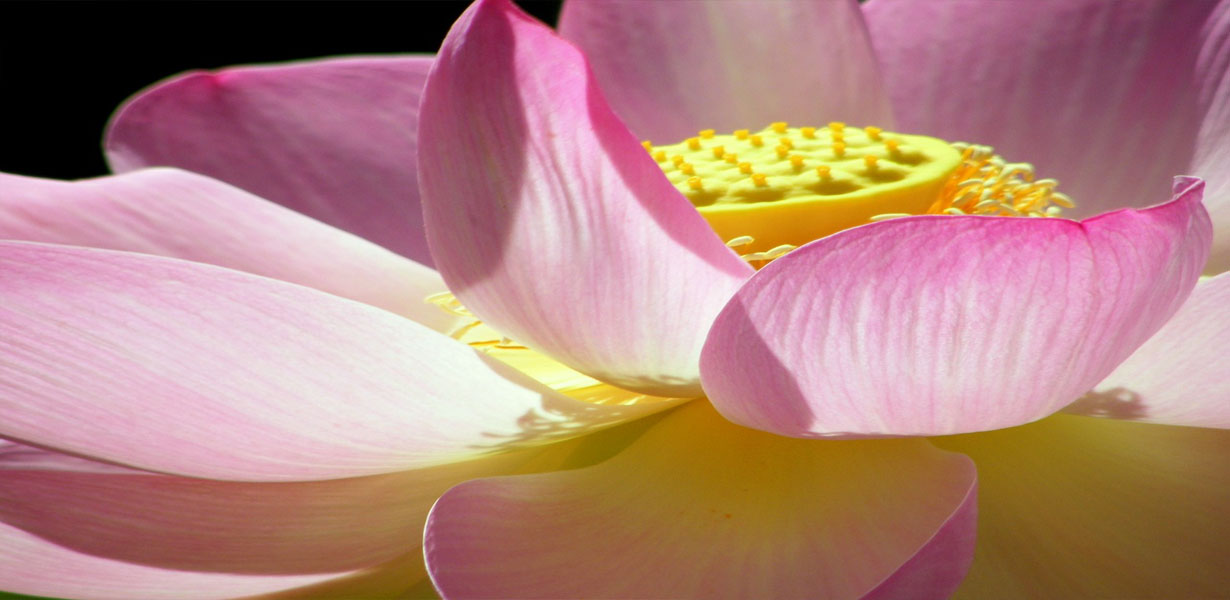 Lotus--The-Transcendental-Bloom-9-ZenMoon