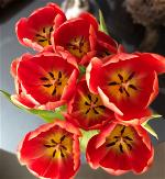 spring-tulips-zenmoon