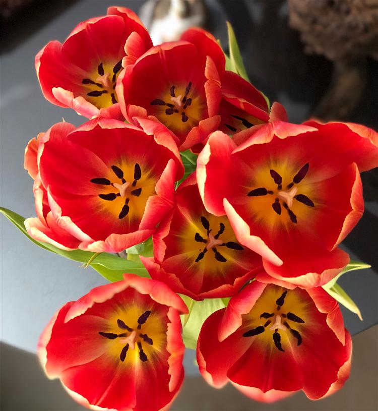 Spring-Tulips-ZenMoon