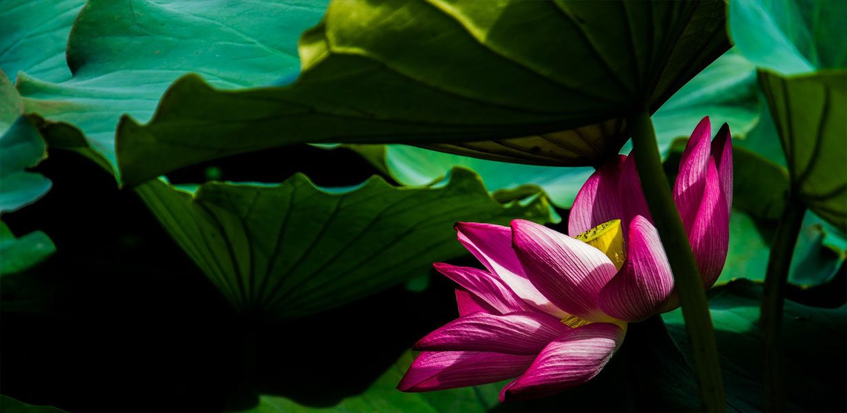 Lotus--The-Transcendental-Bloom-6-ZenMoon