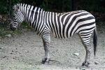 why-do-zebras-have-stipes-zenmoon-org