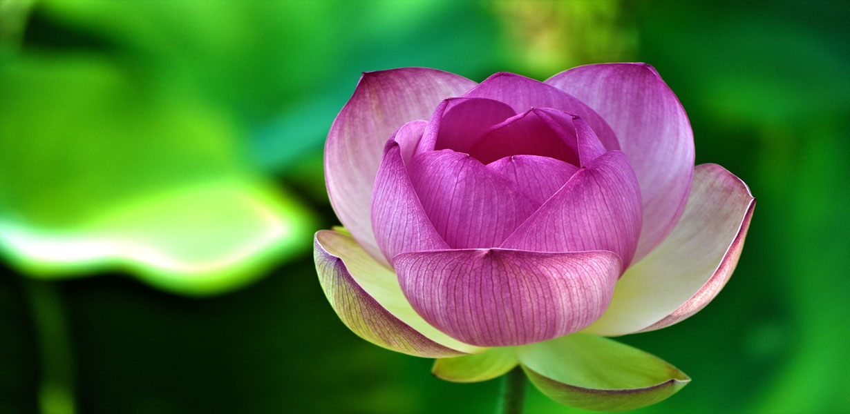 Lotus--The-Transcendental-Bloom-4-ZenMoon